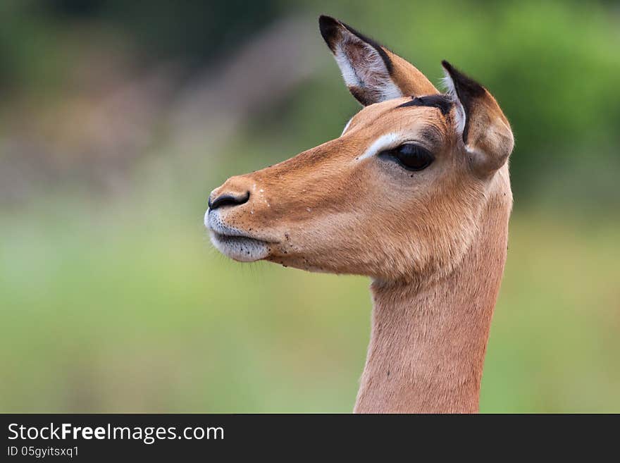 Alert Impala