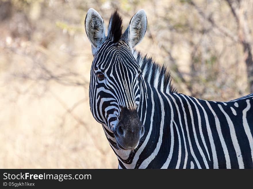 Burchell s Zebra