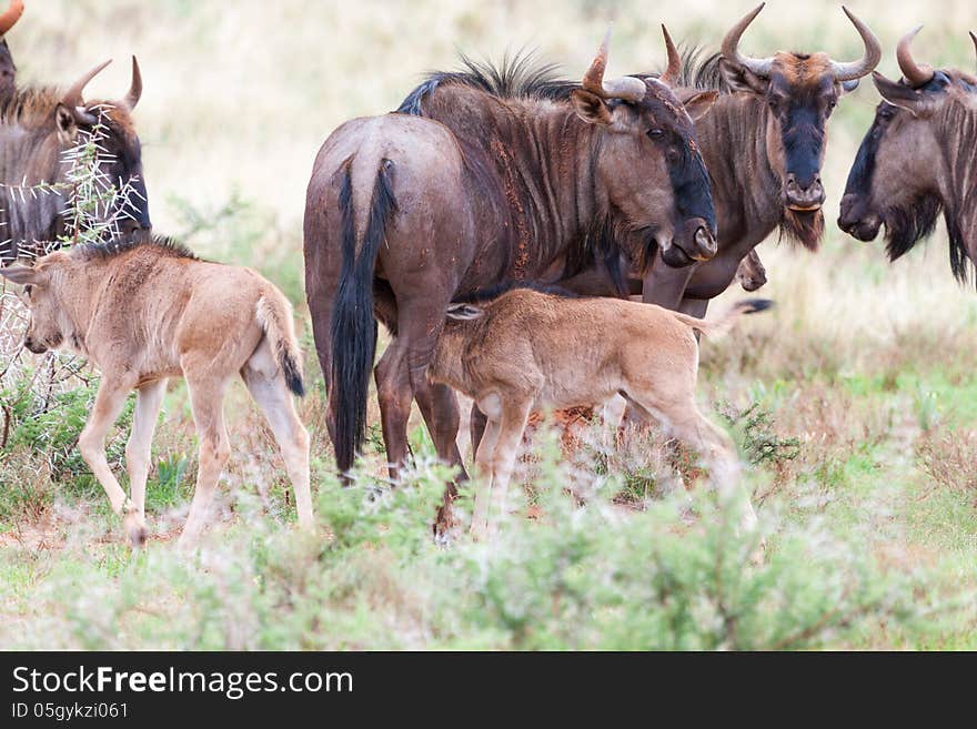 Blue Wildebeest and Calves in Mokala NP, South Africa