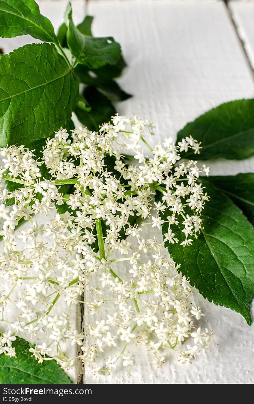 Elderberry flower