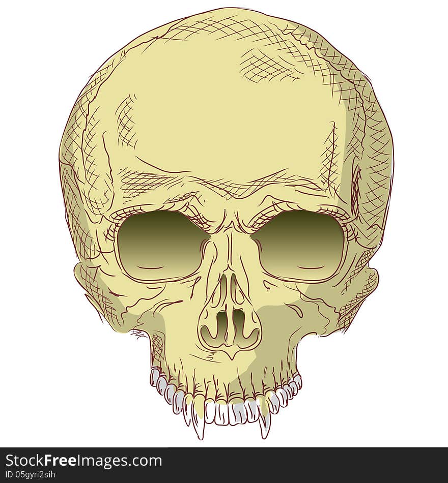 The human skull. Vector illustration.