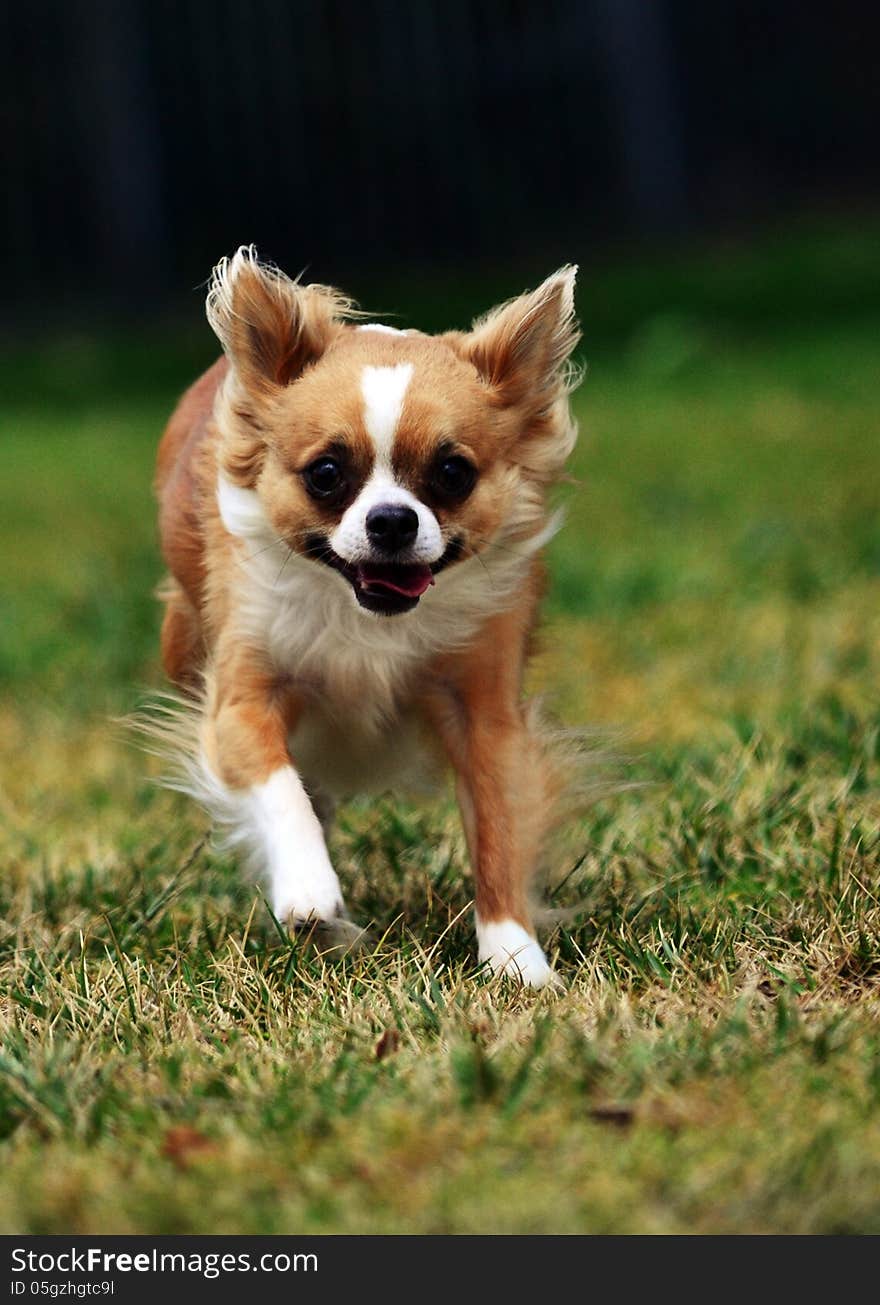 A small chihuahua dog runs in a park. A small chihuahua dog runs in a park