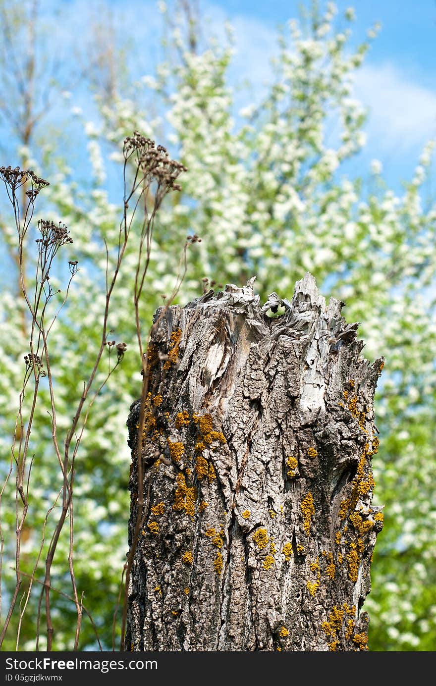 The dry stump on a background of the blossoming tree