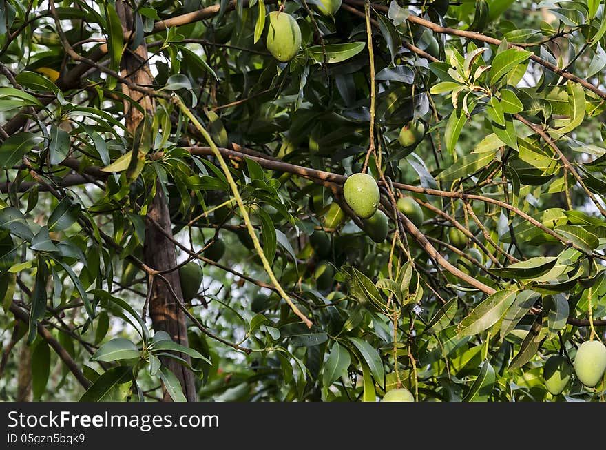 A Mango tree with fresh raw mangoes in India