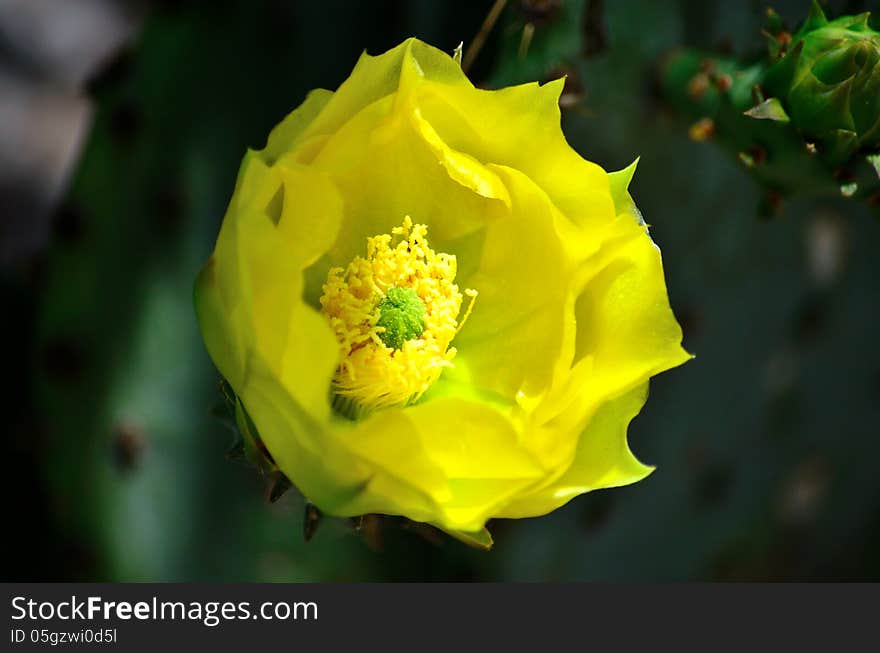 Yellow Cactus Flower