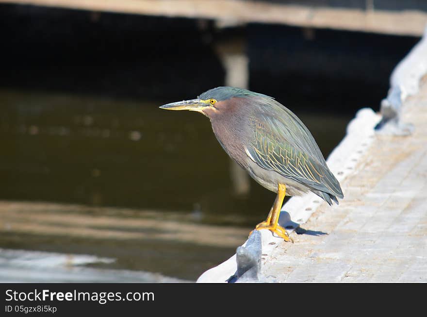 Green Heron at the Saton Sea State Recreation Area in the California Desert. Green Heron at the Saton Sea State Recreation Area in the California Desert.