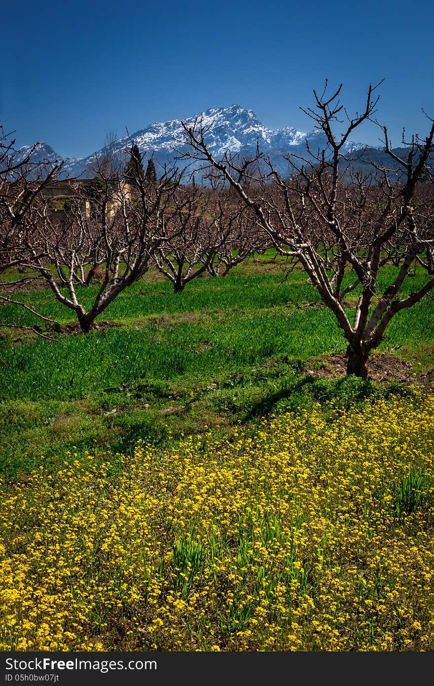 View of peach orchard and mustard flowers with a snow capped mountains in the background. View of peach orchard and mustard flowers with a snow capped mountains in the background.