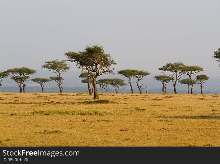 trees Landscape in Kenya