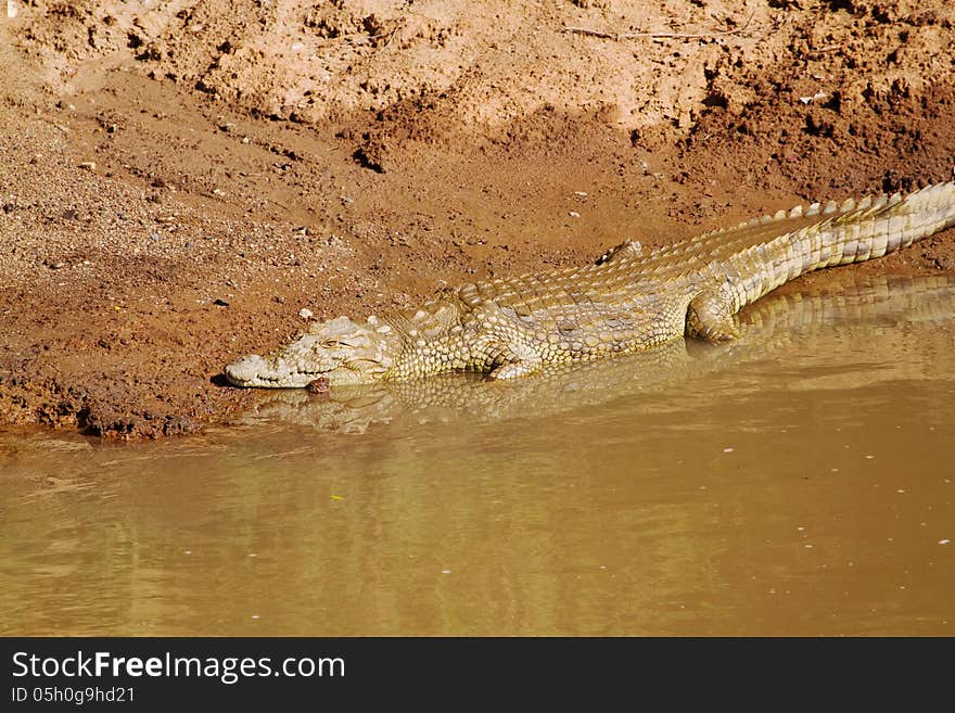 Crocodile sunning himself near water