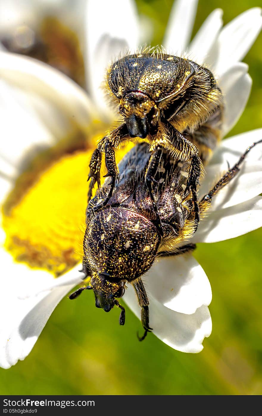 Hairy Flying Insects Copulating