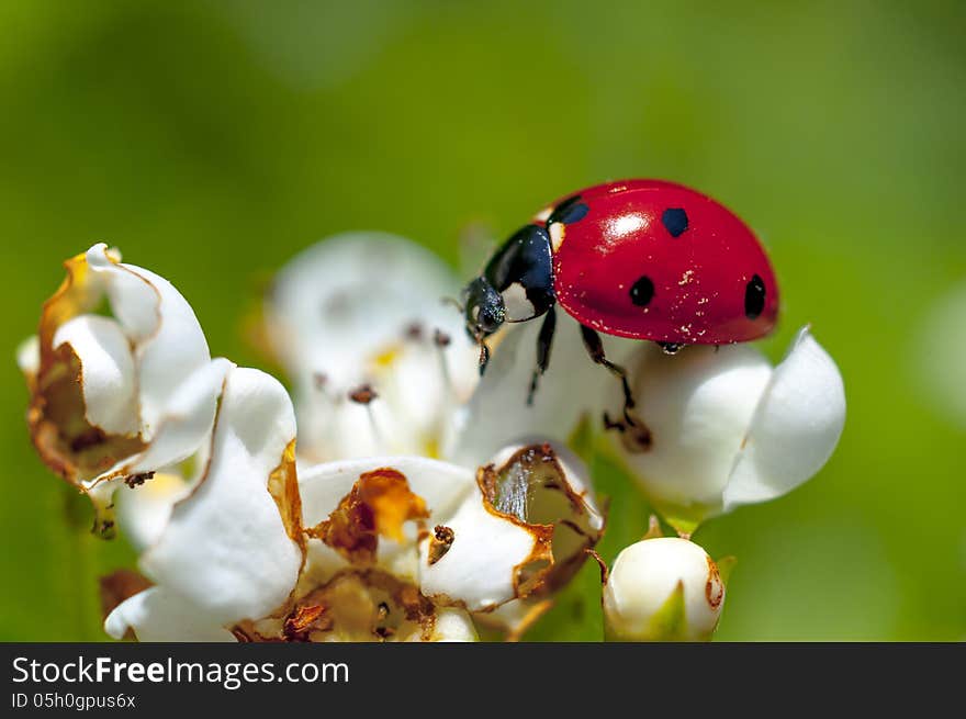 Ladybug on white flowers