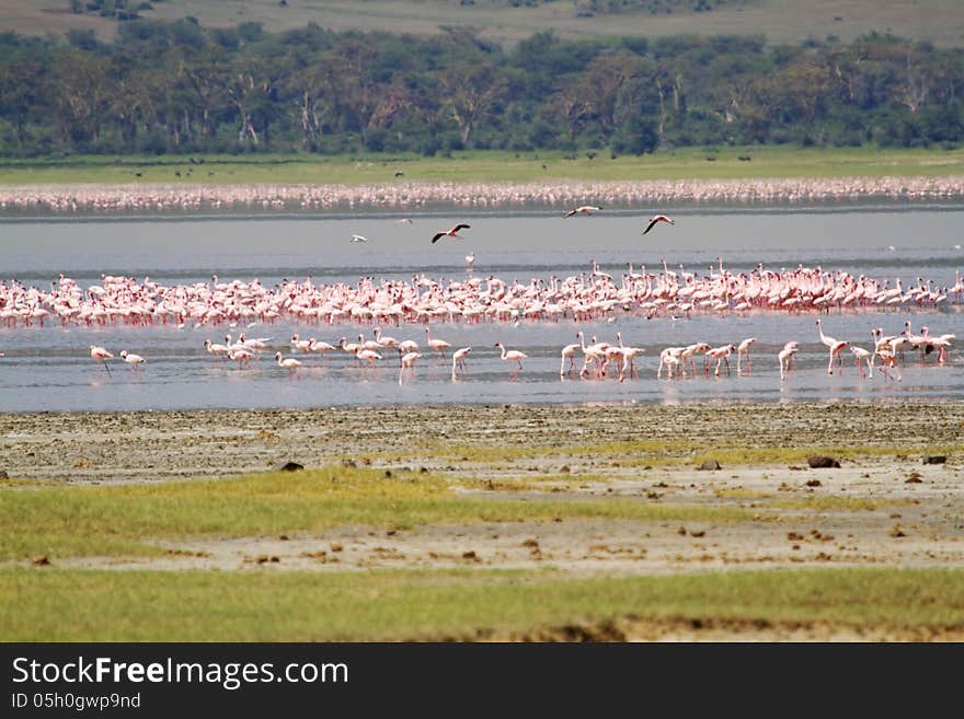 Large flock of flamingos on lake in Africa