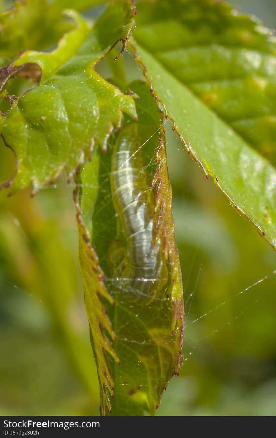 Larva inside a leaf