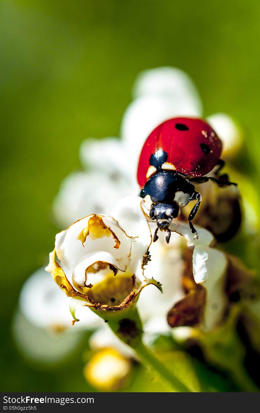 Ladybug On White Flowers