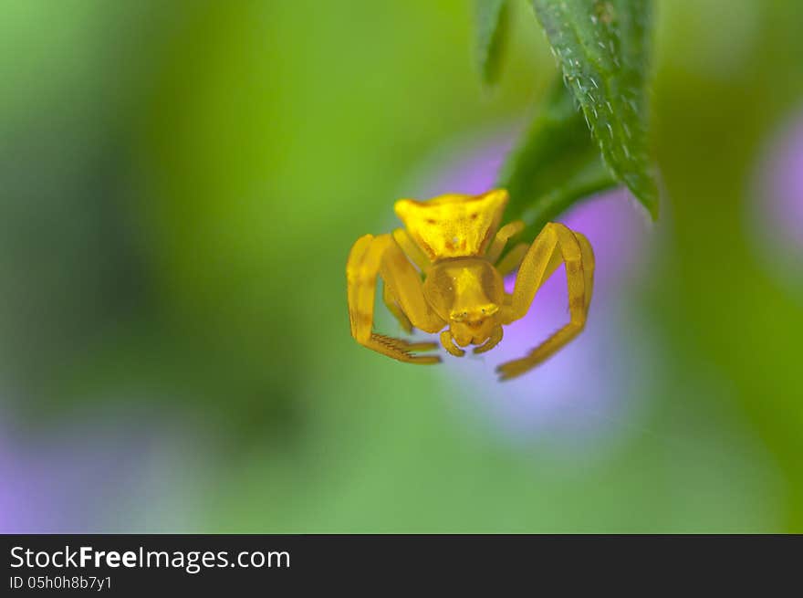 Yellow Spider On Grass