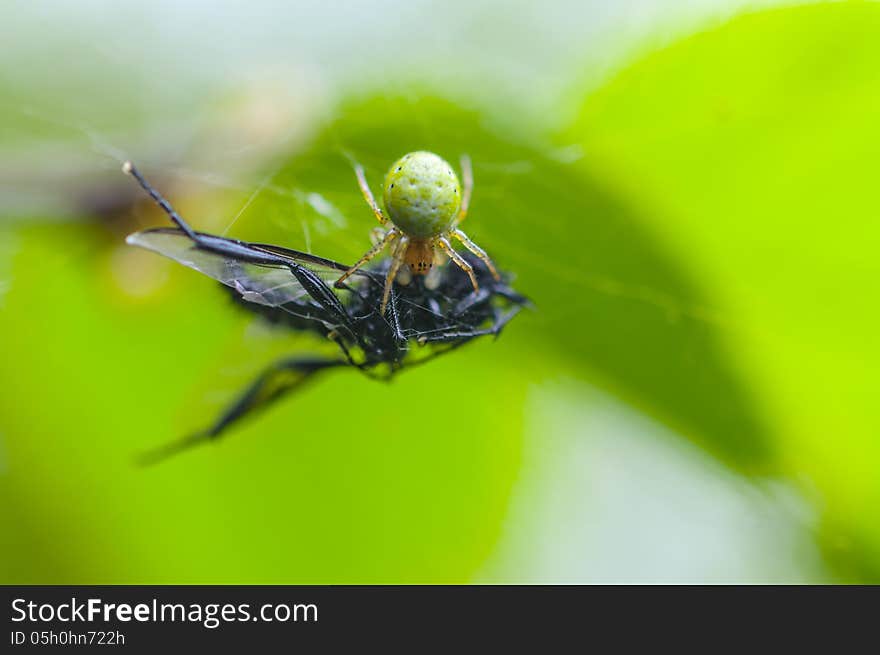 Spider eating