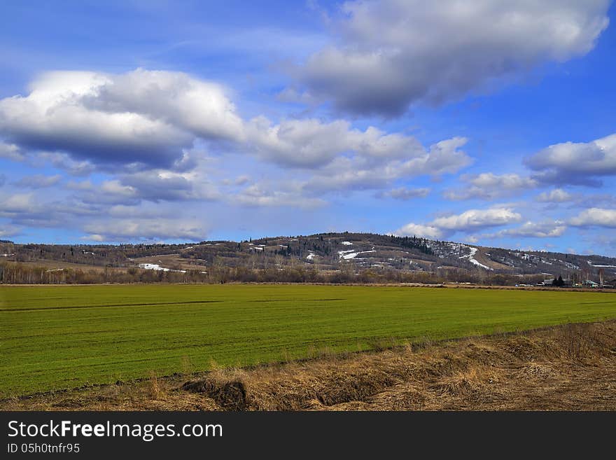 Green field of wheat seedling in early spring. On the Hill in the background is not yet melted snow. Green field of wheat seedling in early spring. On the Hill in the background is not yet melted snow.