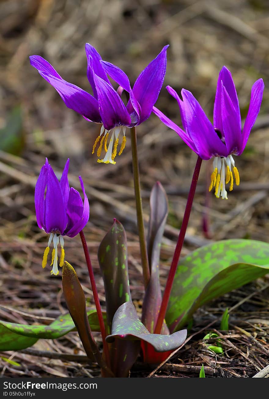 First wooden Erythronium Sibiricum flowers. These elegant graceful flowers are rare and endangered. First wooden Erythronium Sibiricum flowers. These elegant graceful flowers are rare and endangered.