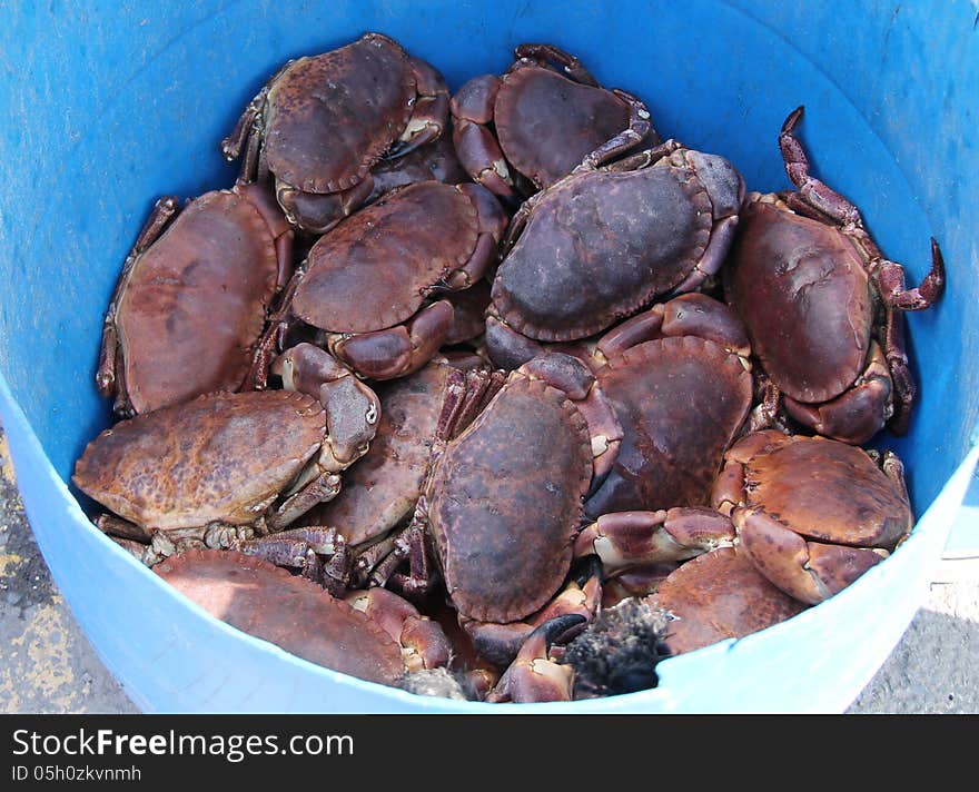 Sea Crabs.