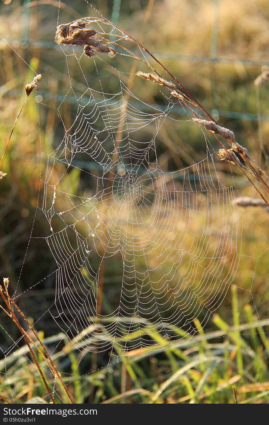 Spiders Web.