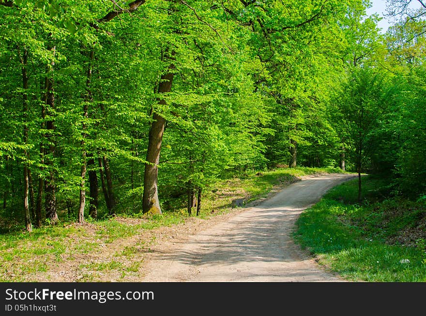 A path in the forest in a sunny day. A path in the forest in a sunny day