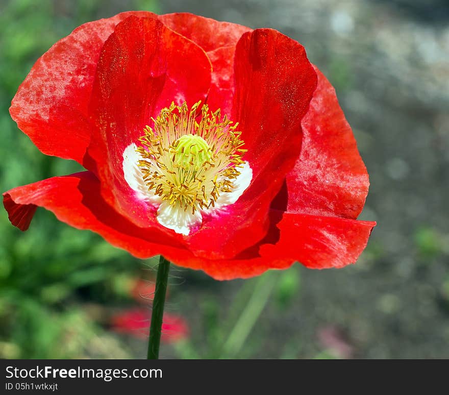 A bouquet of red poppy flower in spring day. A bouquet of red poppy flower in spring day