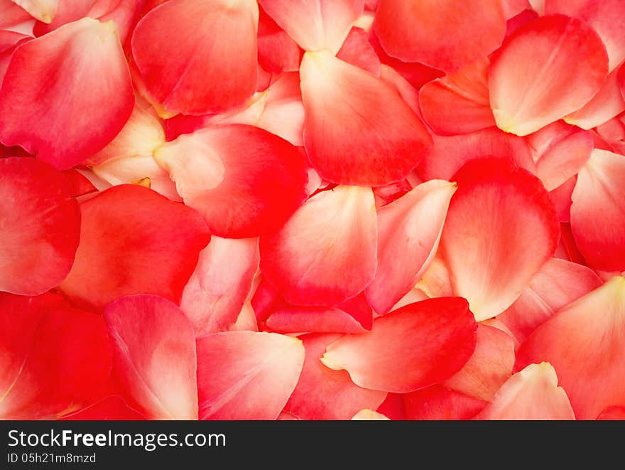 Beautiful red rose petals as texture and background. Beautiful red rose petals as texture and background