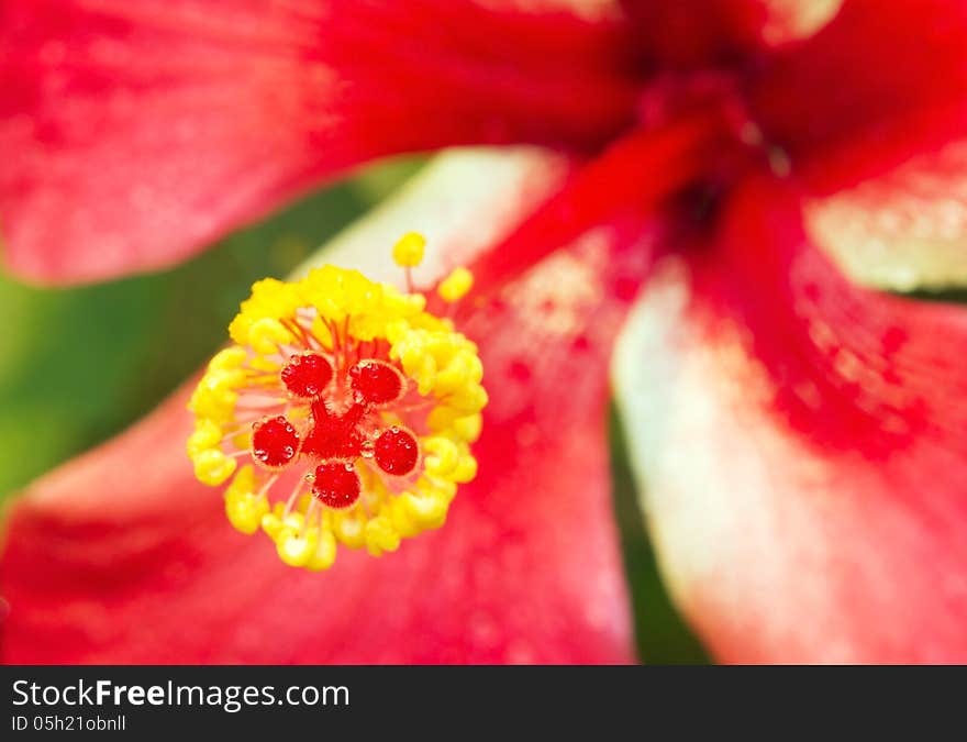 Macro view of red Hibiscus flower