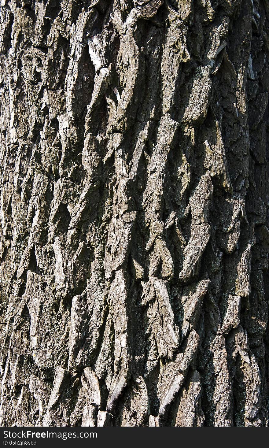 Grey bright fine texture of tree bark