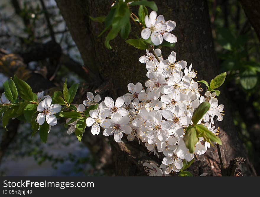 Blooming apple tree branch