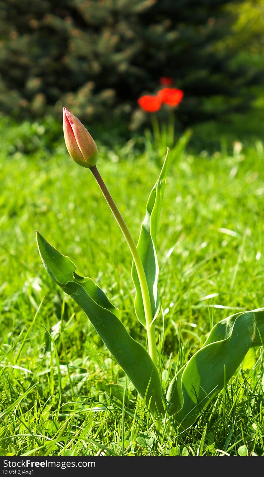 A tulip bud on a sunny spring day