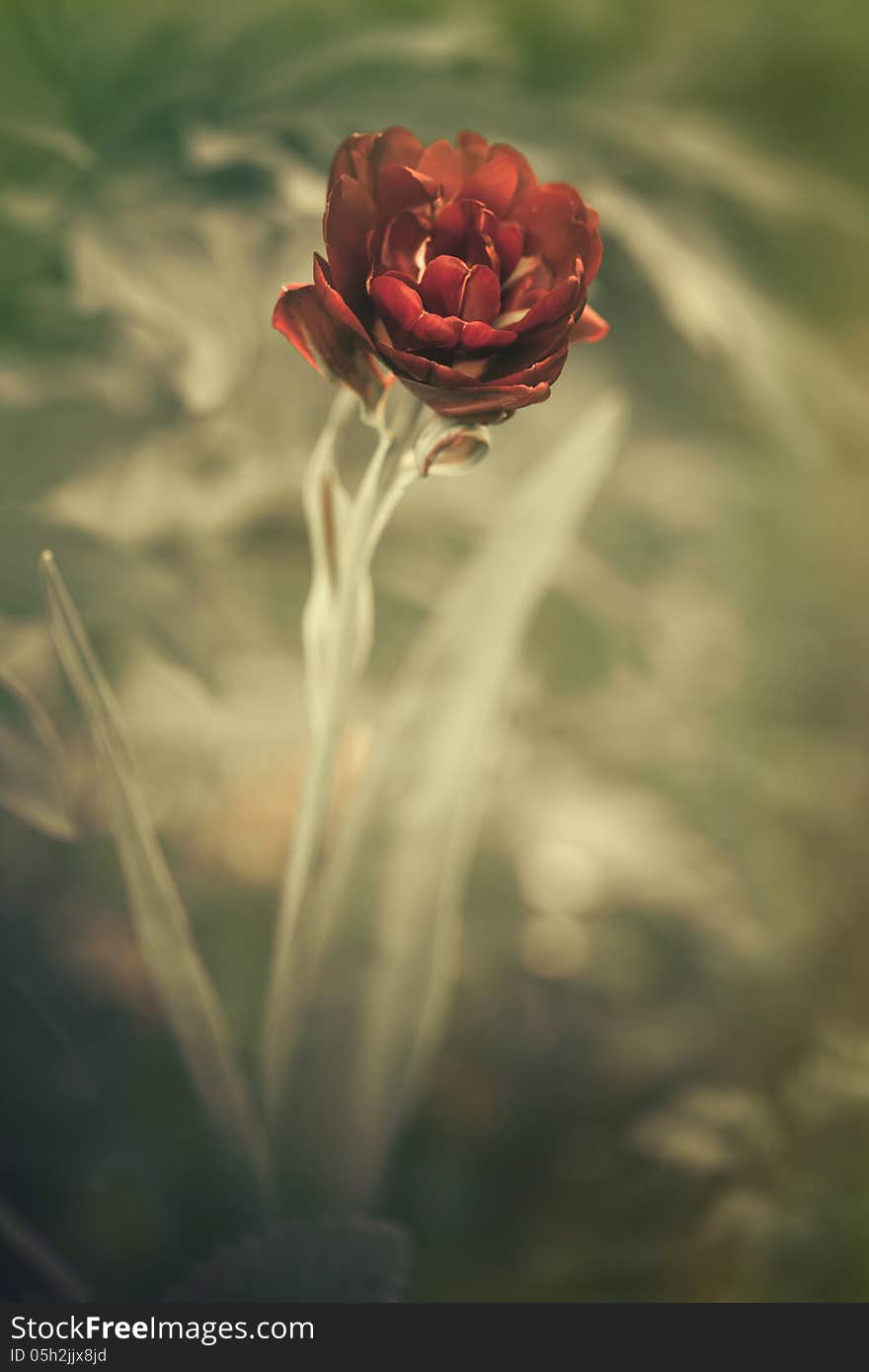 Red Spring Flower