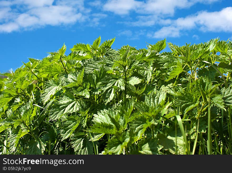 Green Grass On A Background Of Blue Sky