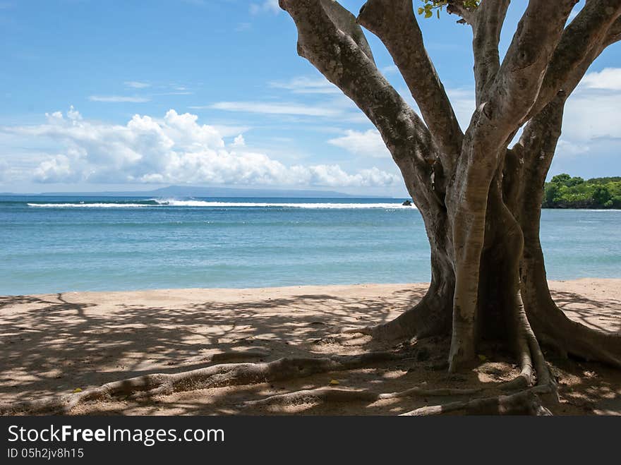 Tree At Beach