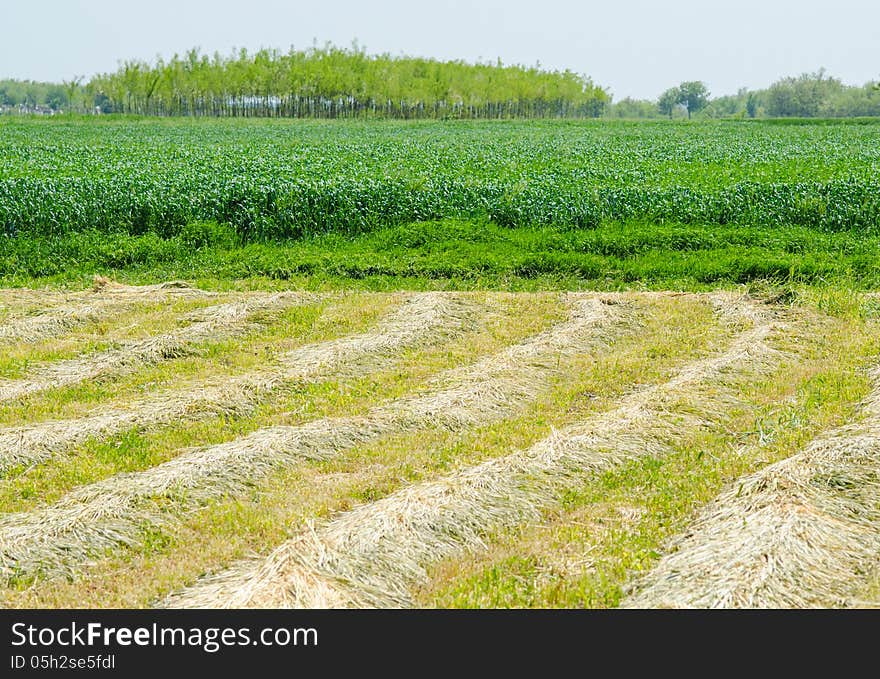 Agricultural fields in the sunlight