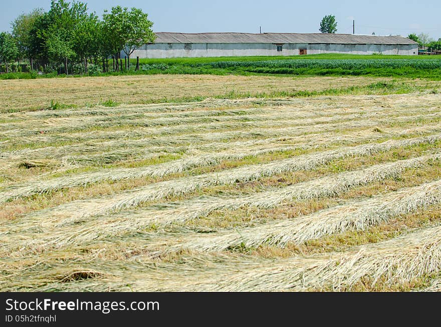 Agricultural Field With Old Farm House