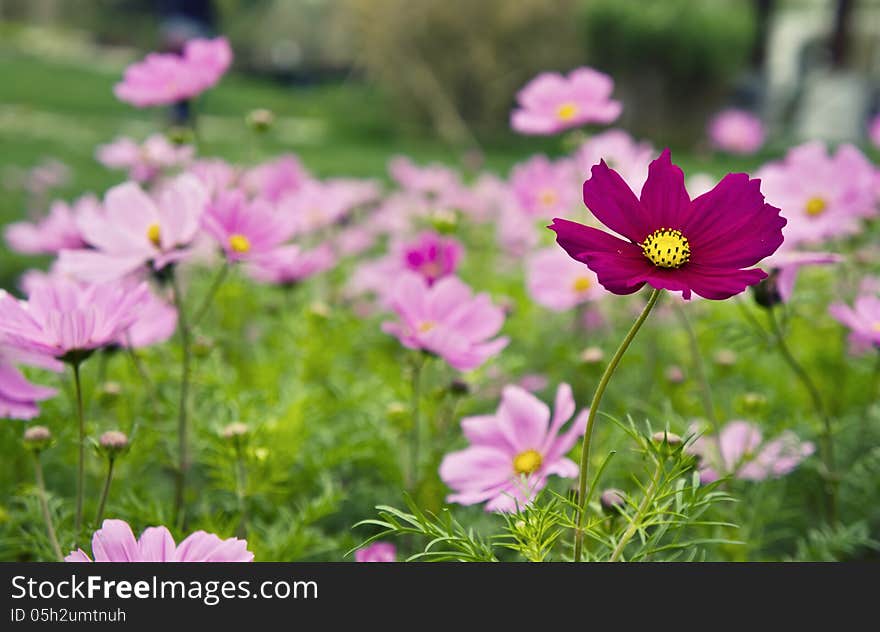 COSMOS FLOWER