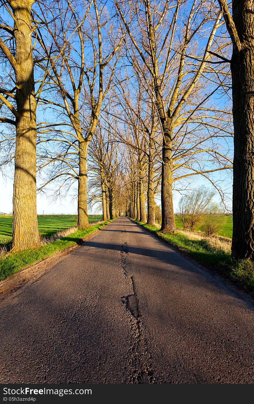 Road between trees. Poland. Europe. Road between trees. Poland. Europe.