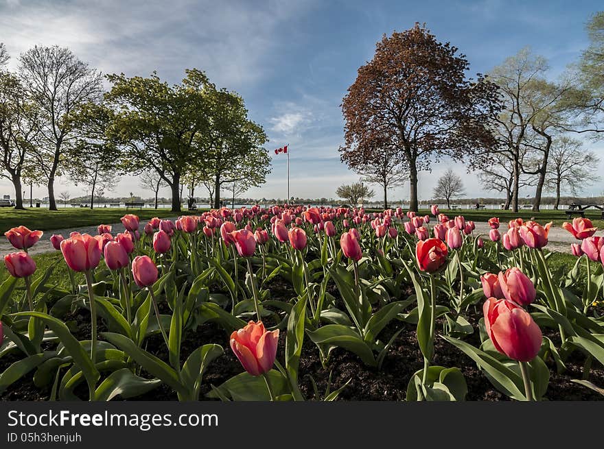 Pink tulip at the park withCanada flag on the background. Pink tulip at the park withCanada flag on the background