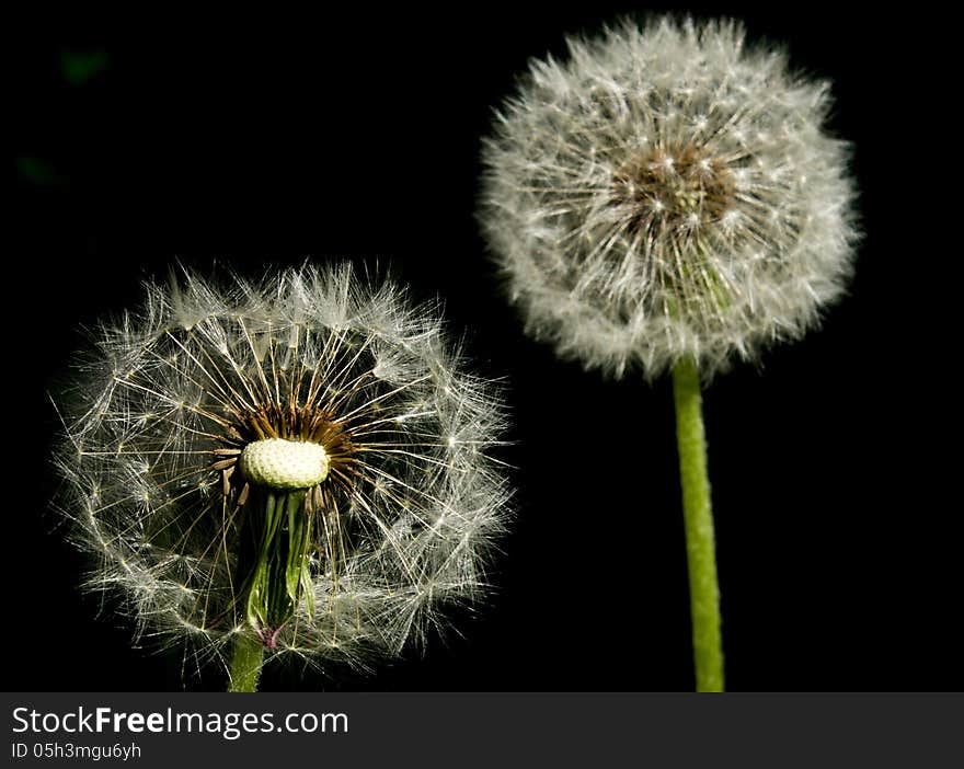 Dandelions