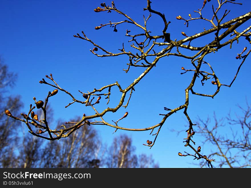 The tree against the sky