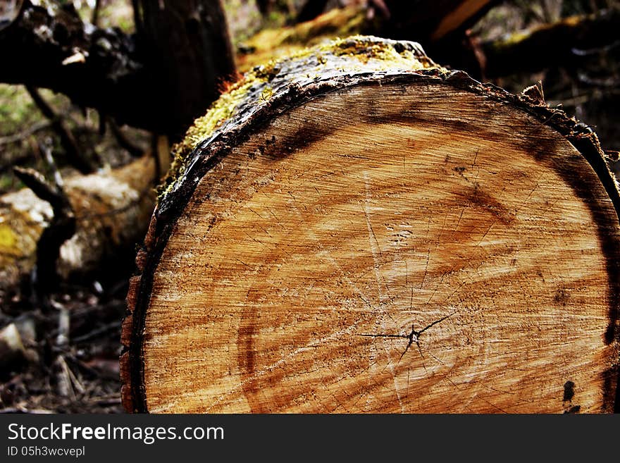 Fallen Tree