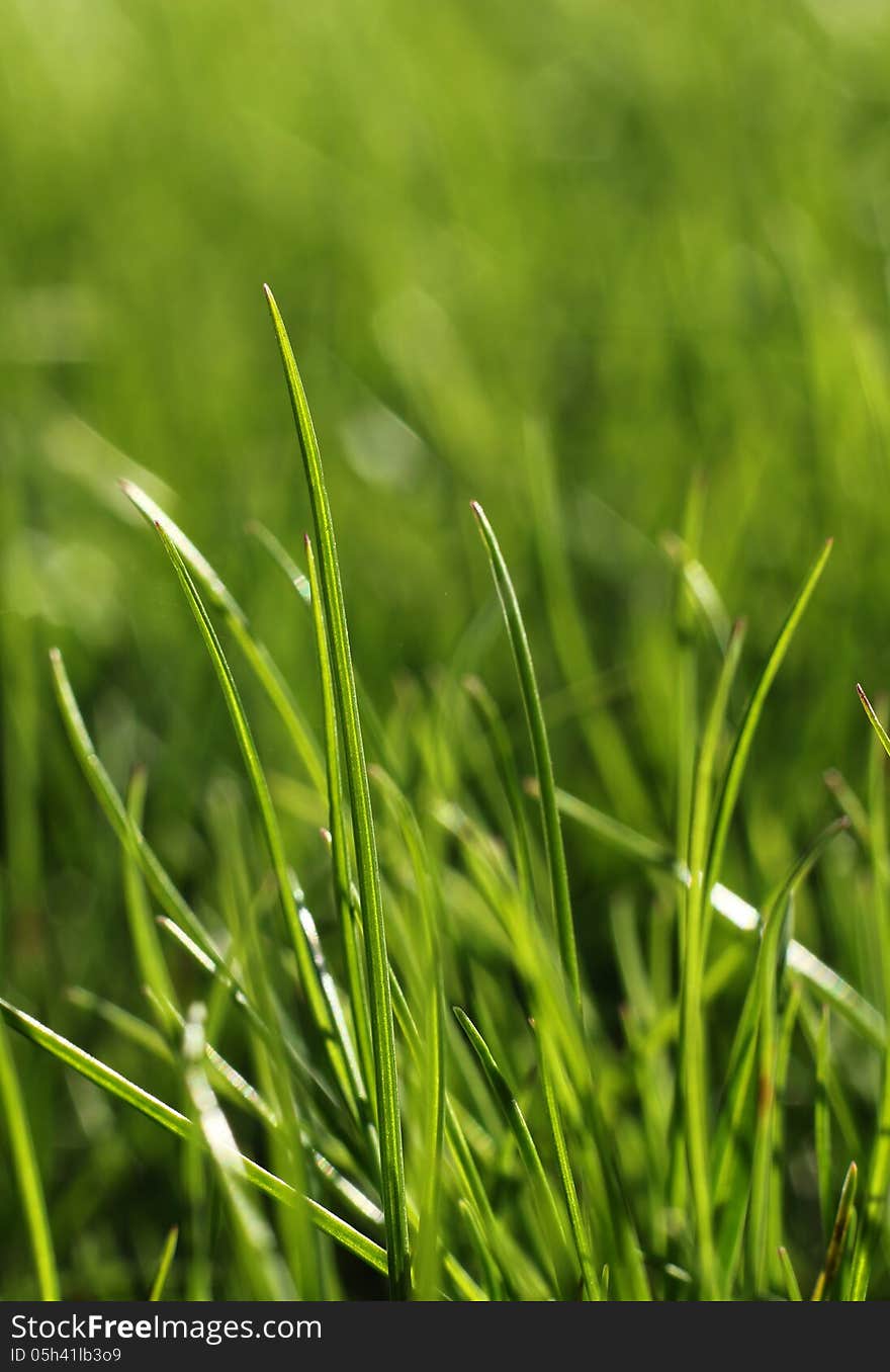 Green grass close-up growth concept