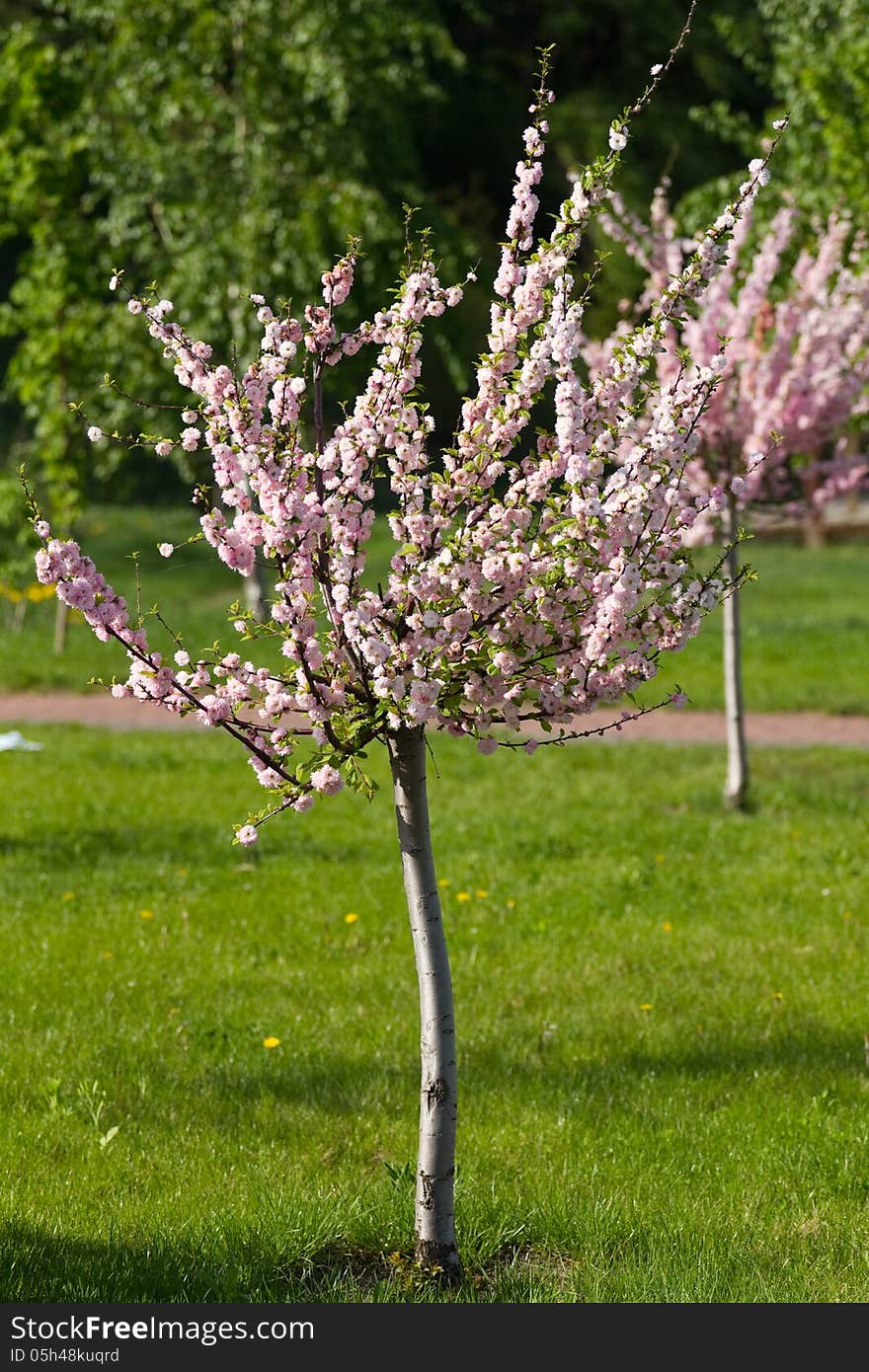 Young sakura tree in the springtime