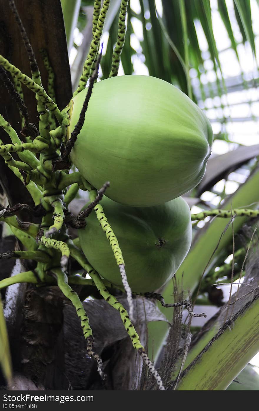 Green coconut on the tree