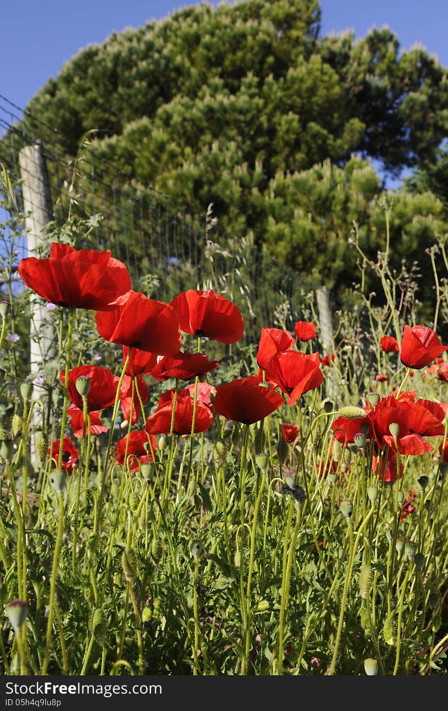 Poppies in a sunny day, near a fence and from a pine tree. Poppies in a sunny day, near a fence and from a pine tree.