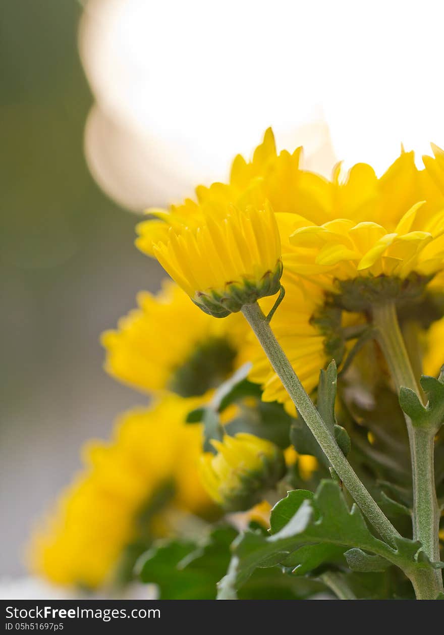 Chrysanthemum Flowers