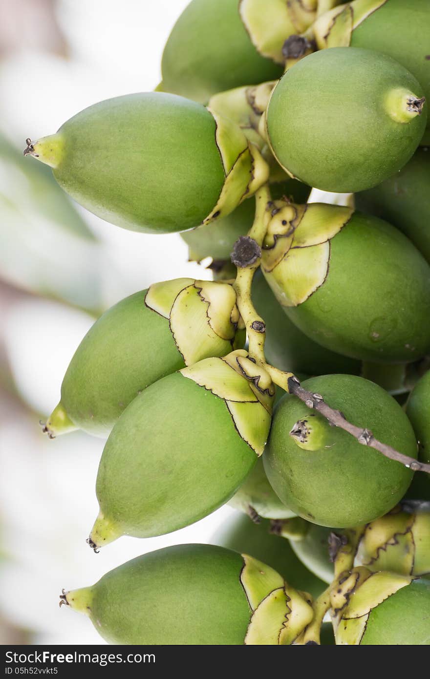 Are-ca Nut Palm tropical tree with green fruits in the nature. Are-ca Nut Palm tropical tree with green fruits in the nature