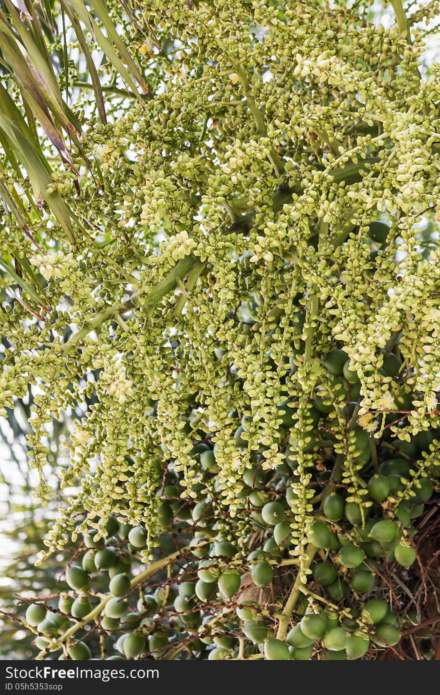 Are-ca Nut Palm tropical tree with green fruits in the nature. Are-ca Nut Palm tropical tree with green fruits in the nature