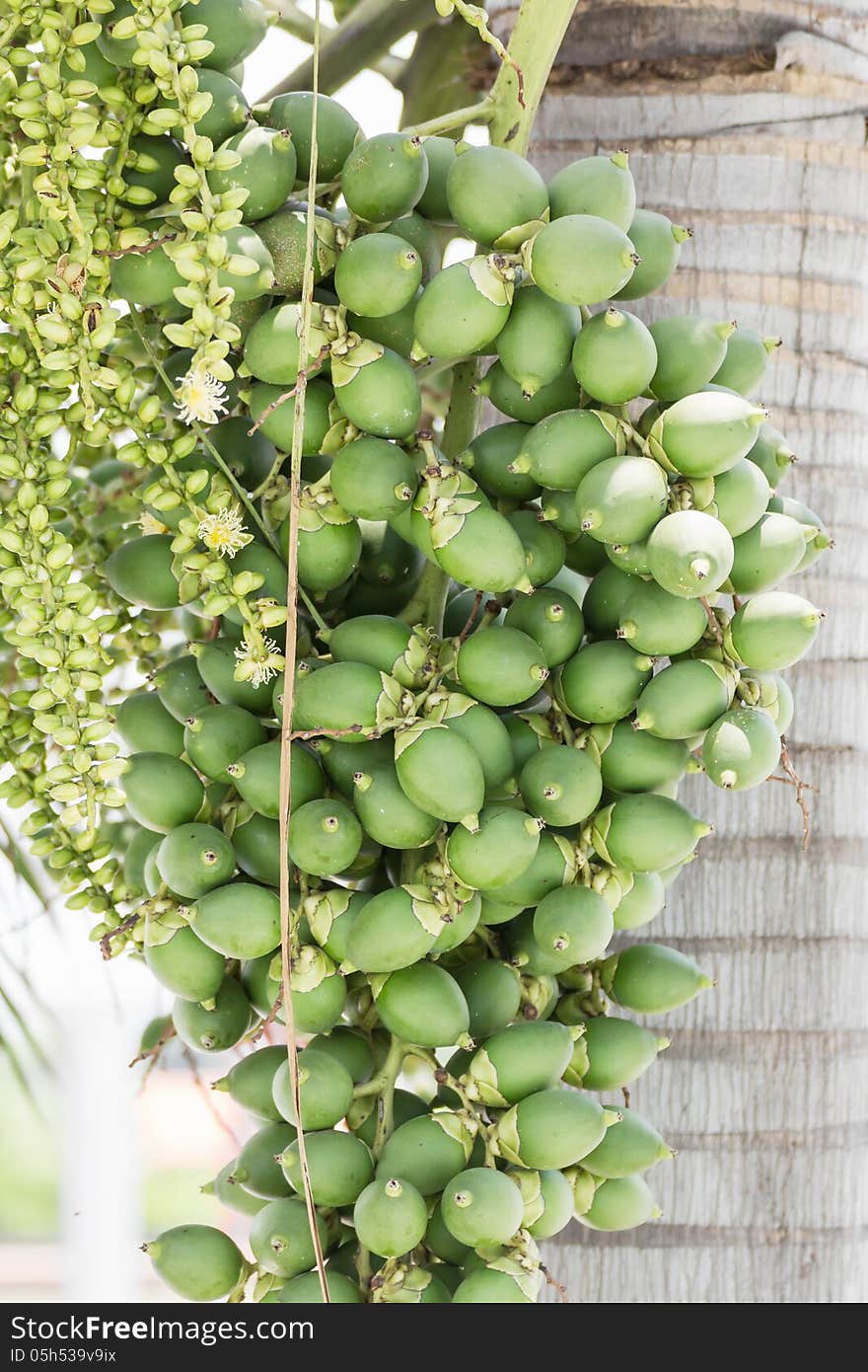 Are-ca Nut Palm tropical tree with green fruits in the nature. Are-ca Nut Palm tropical tree with green fruits in the nature